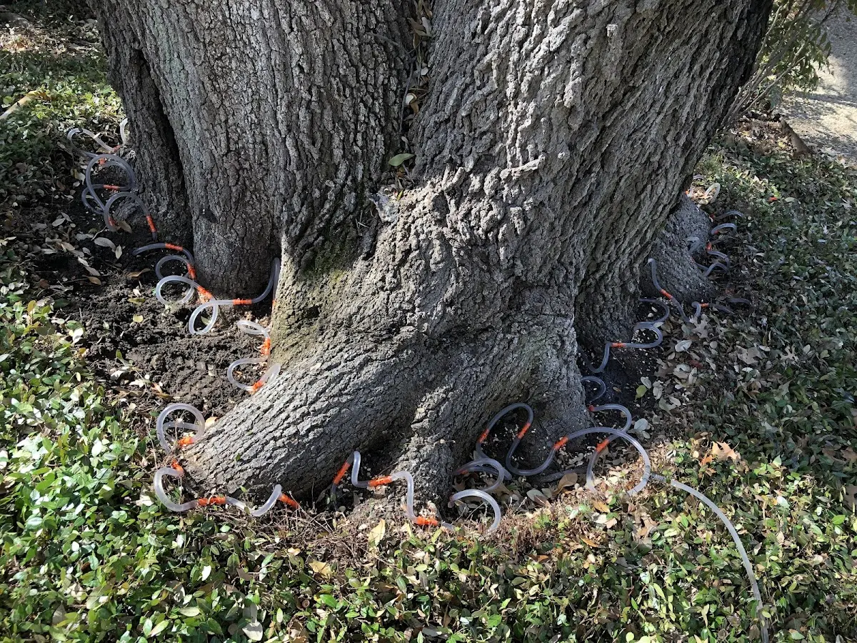 Detailed Tree Cabling and Bracing job site in Tiffin
